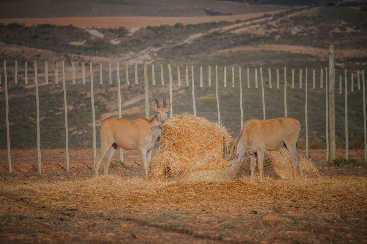Melk Houte Bosch Guest Farm Hotel Swellendam Eksteriør billede